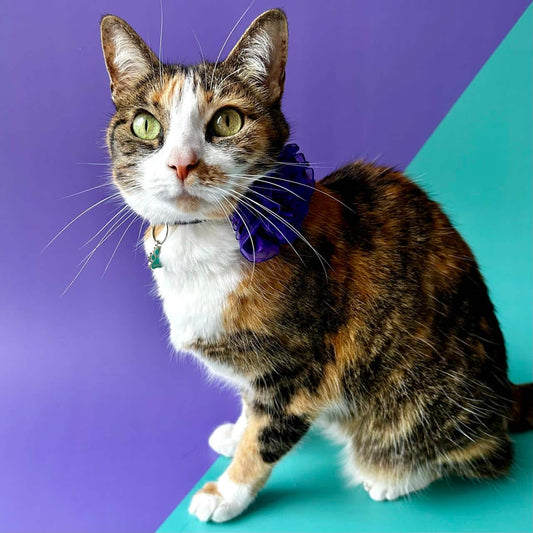 Collar para gatos halloween calaveras con flor tul morada