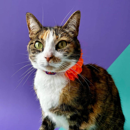 Collar para gatos con flor seda Halloween gatuno