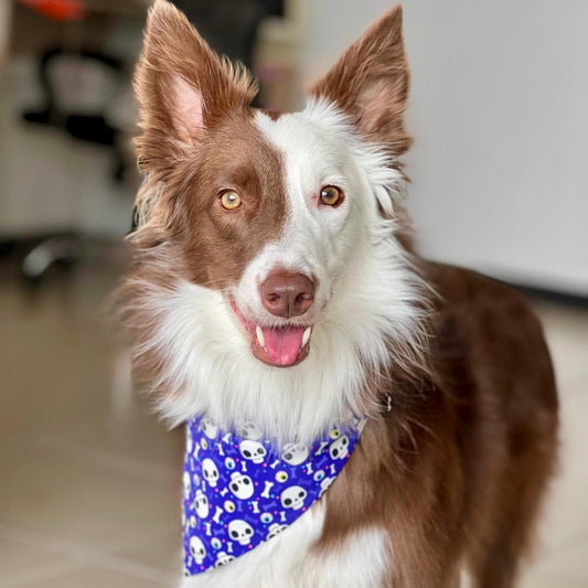 Pañoleta para perros Halloween Calaveras