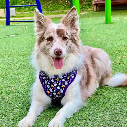 Pechera para perros con correa Halloween fantasmas