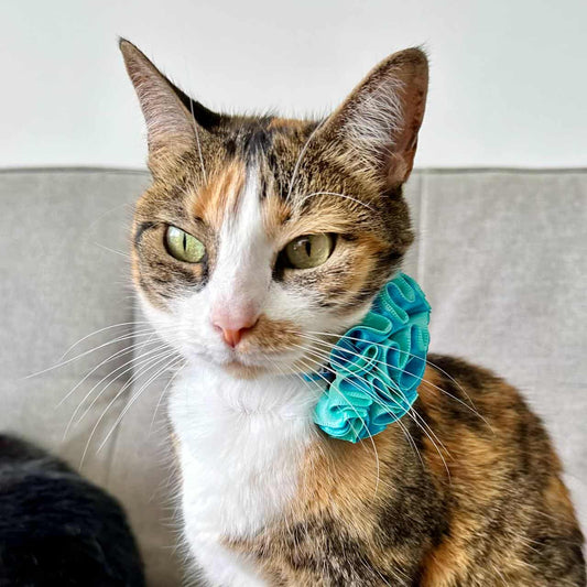 Collar para gatos con flor bicolor turquesa y aguamarina - Monstruos