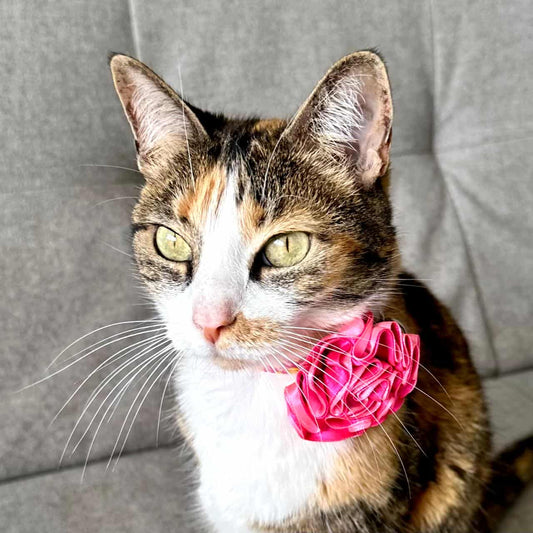 Collar para gatos con flor bicolor fucsia neón y rosado neón - Jirafa