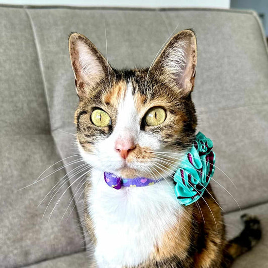 Collar para gatos con flor bicolor aguamarina y lila - Corazones