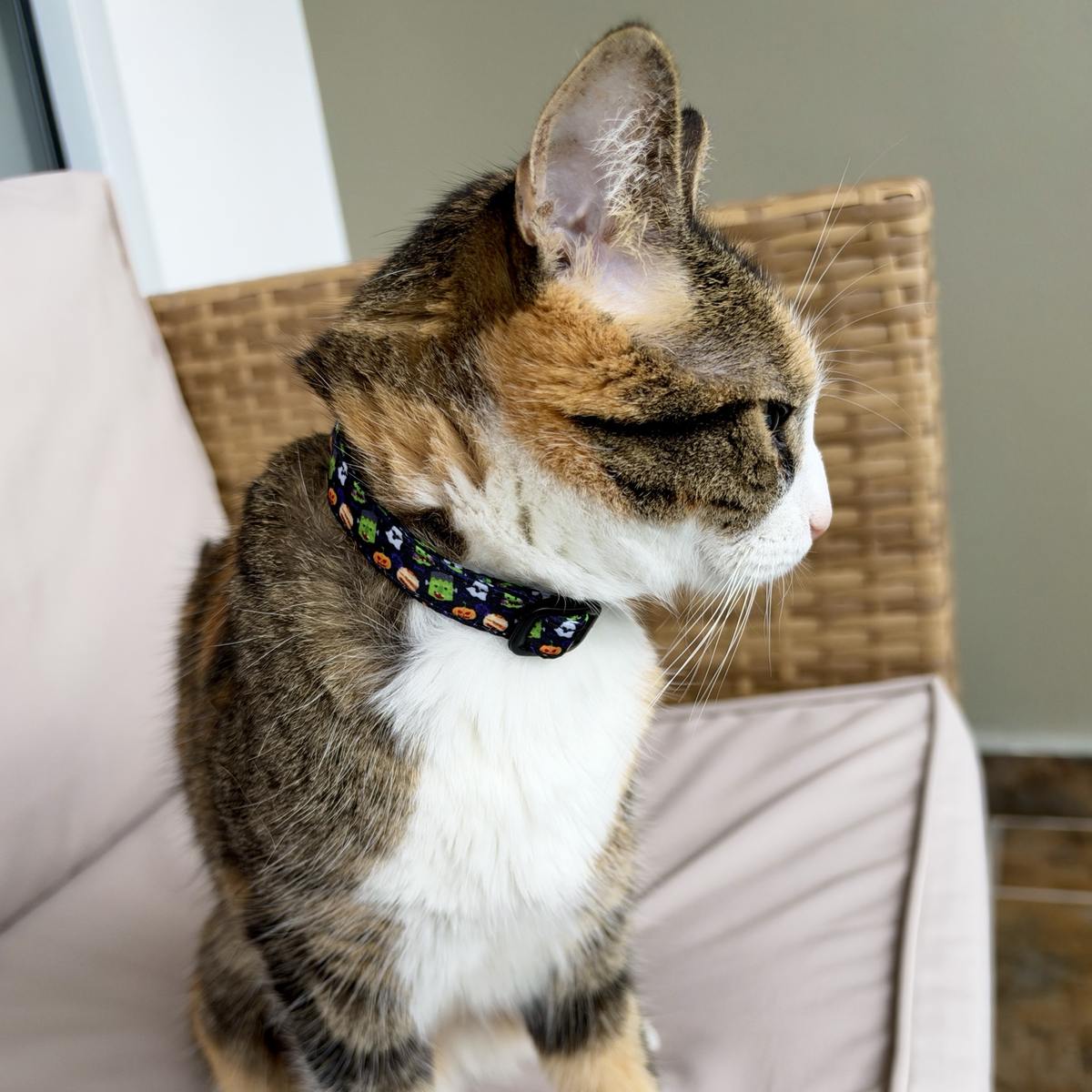 Vista de perfil de una gata tricolor usando el collar sencillo Halloween Monstruos
