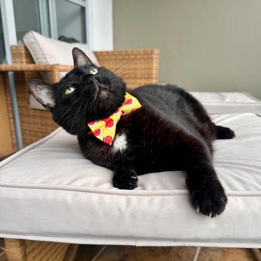 Corbatín para gatos Colombia