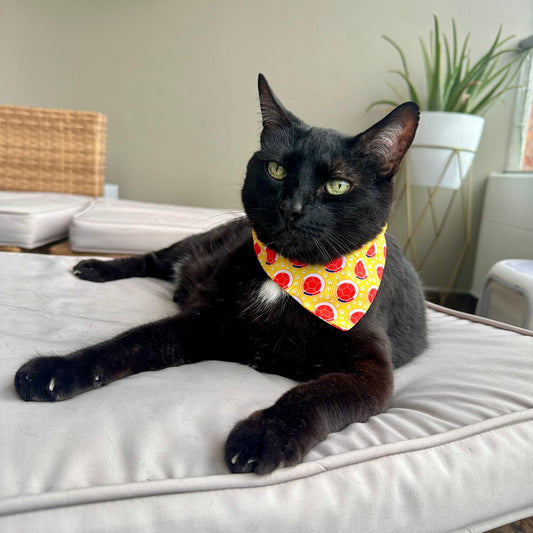 Pañoleta para gatos Colombia