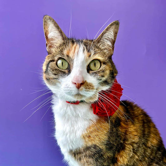 Collar para gatos con flor tul de Navidad Papá Noél