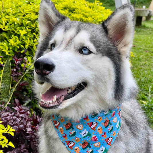 Pañoleta para perros de Navidad Magia Polar azul