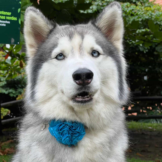 Collar para perros con flor tul Navidad Magia Polar azul