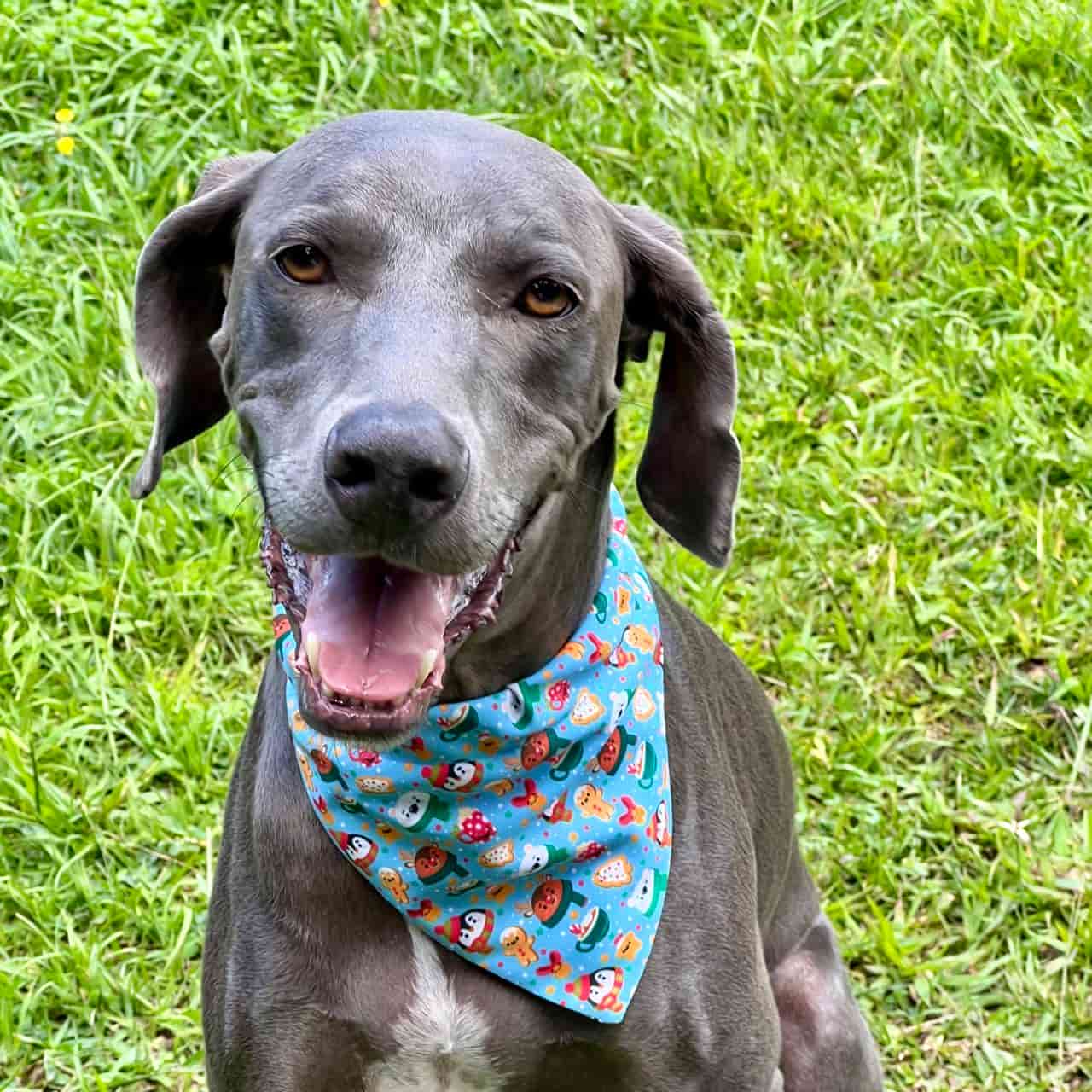Pañoleta para perros de Navidad Magia Polar azul