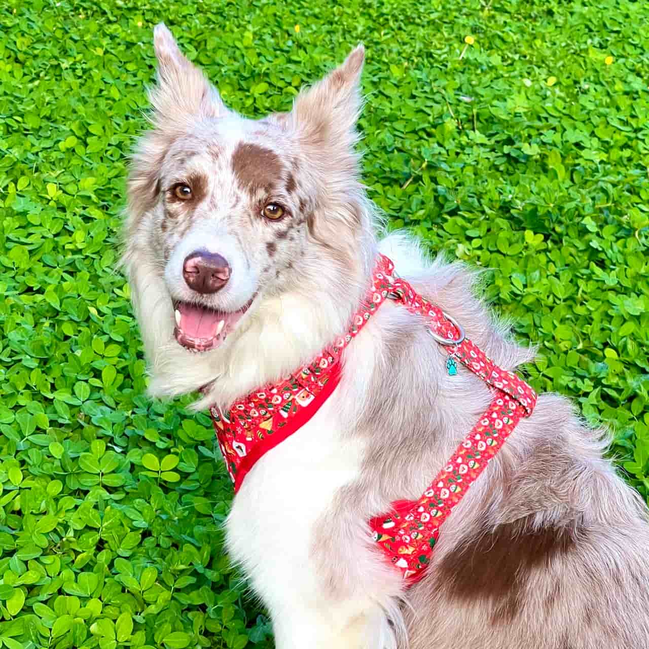 Pechera para perros con correa de Navidad Papá Noél