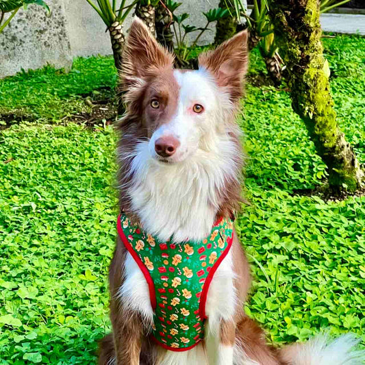 Pechera para perros con correa de Navidad Galletas