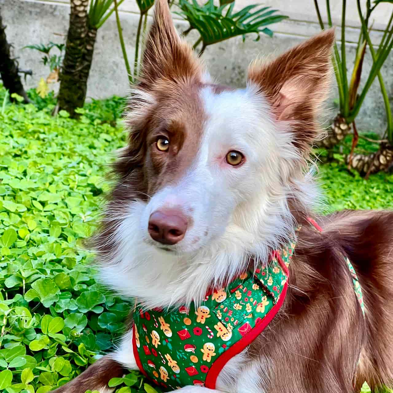 Pechera para perros con correa de Navidad Galletas