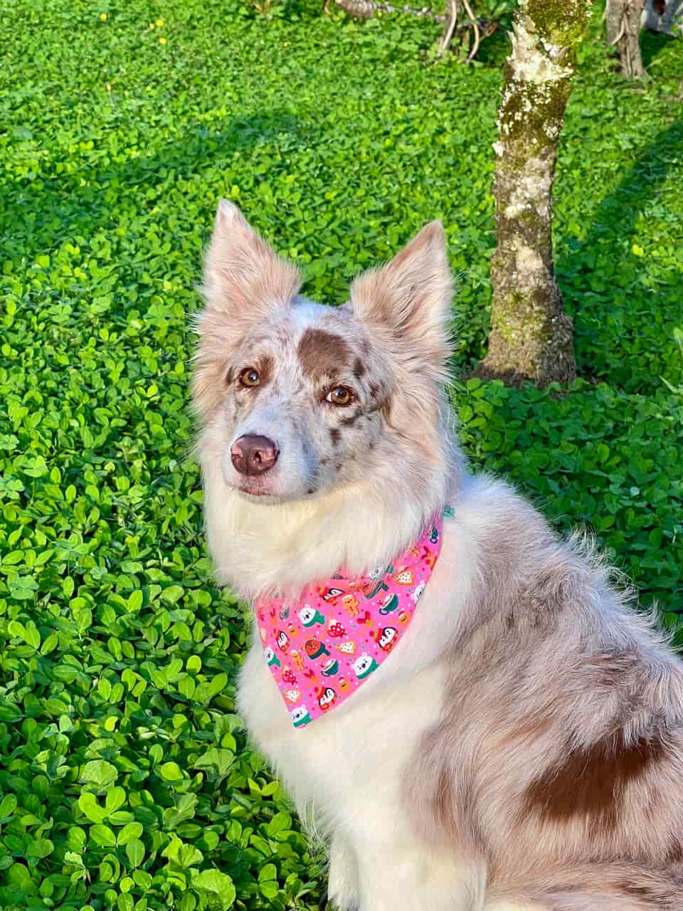 Pañoleta para perros de Navidad Magia Polar rosa