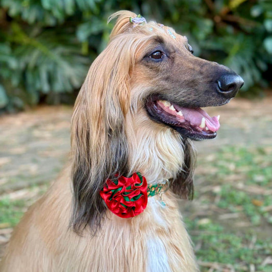 Collar para perros con flor bicolor Navidad - Galletas