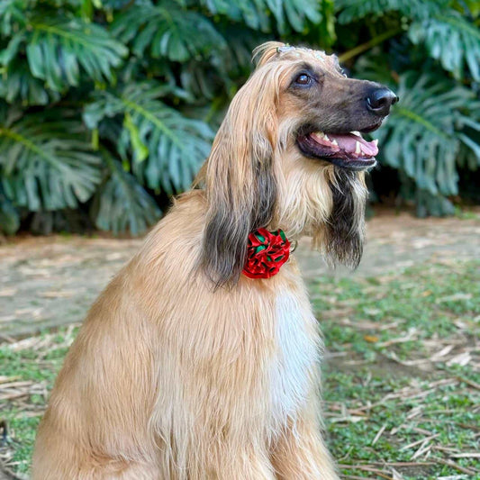 Collar para perros con flor bicolor Navidad - Papá Noél