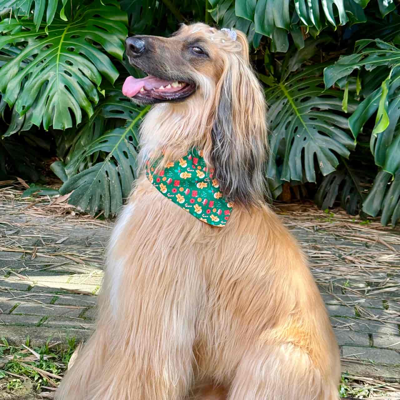 Pañoleta para perros de Navidad Galletas