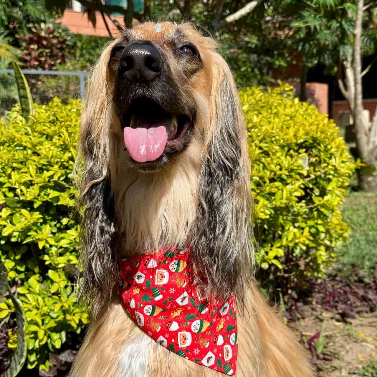 Pañoleta para perros de Navidad Papá Noél