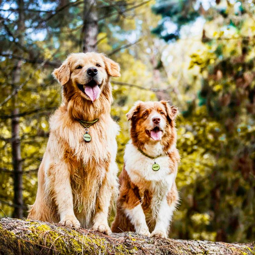 Placa para perros en goma círculo estándar 3,5x4,5 cm