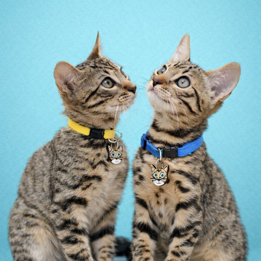 Placas para gatos personalizadas con su carita