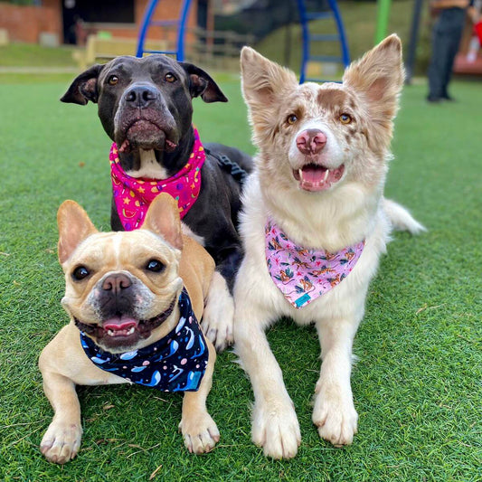 Pañoletas para perros personalizadas