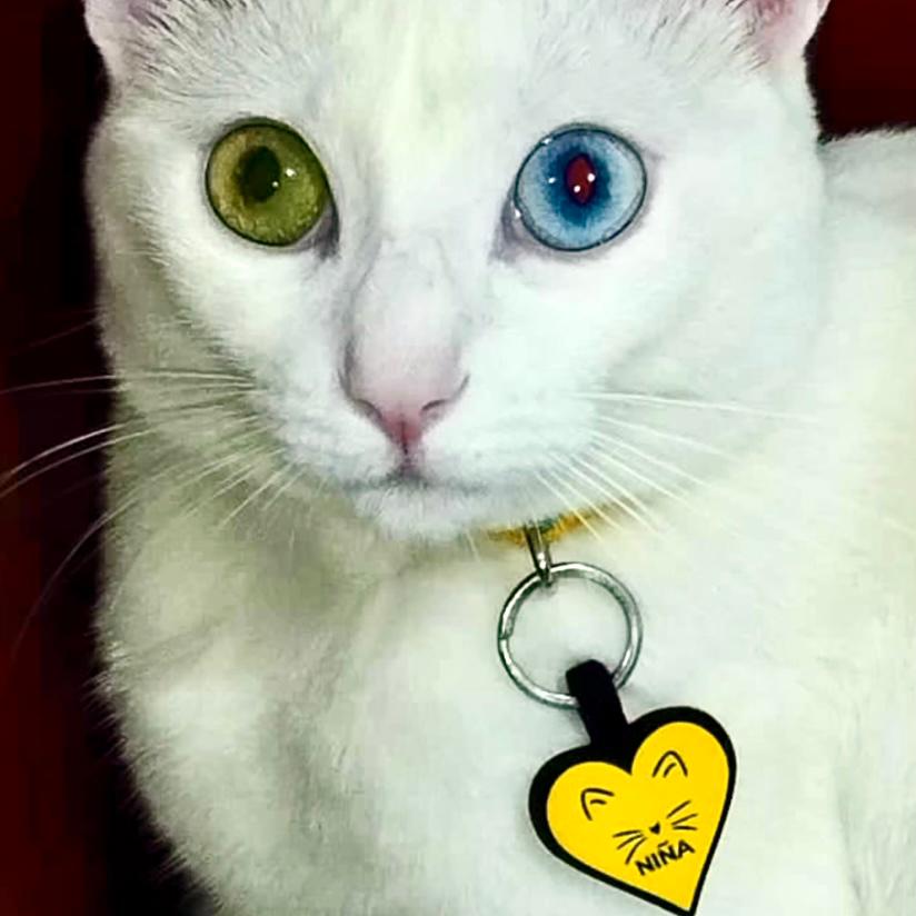 Placa para perros en goma corazón 3x4 cm