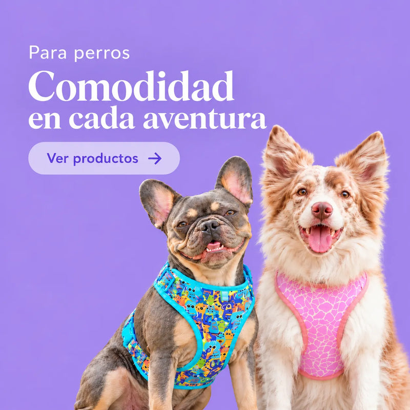 Accesorios para perros
