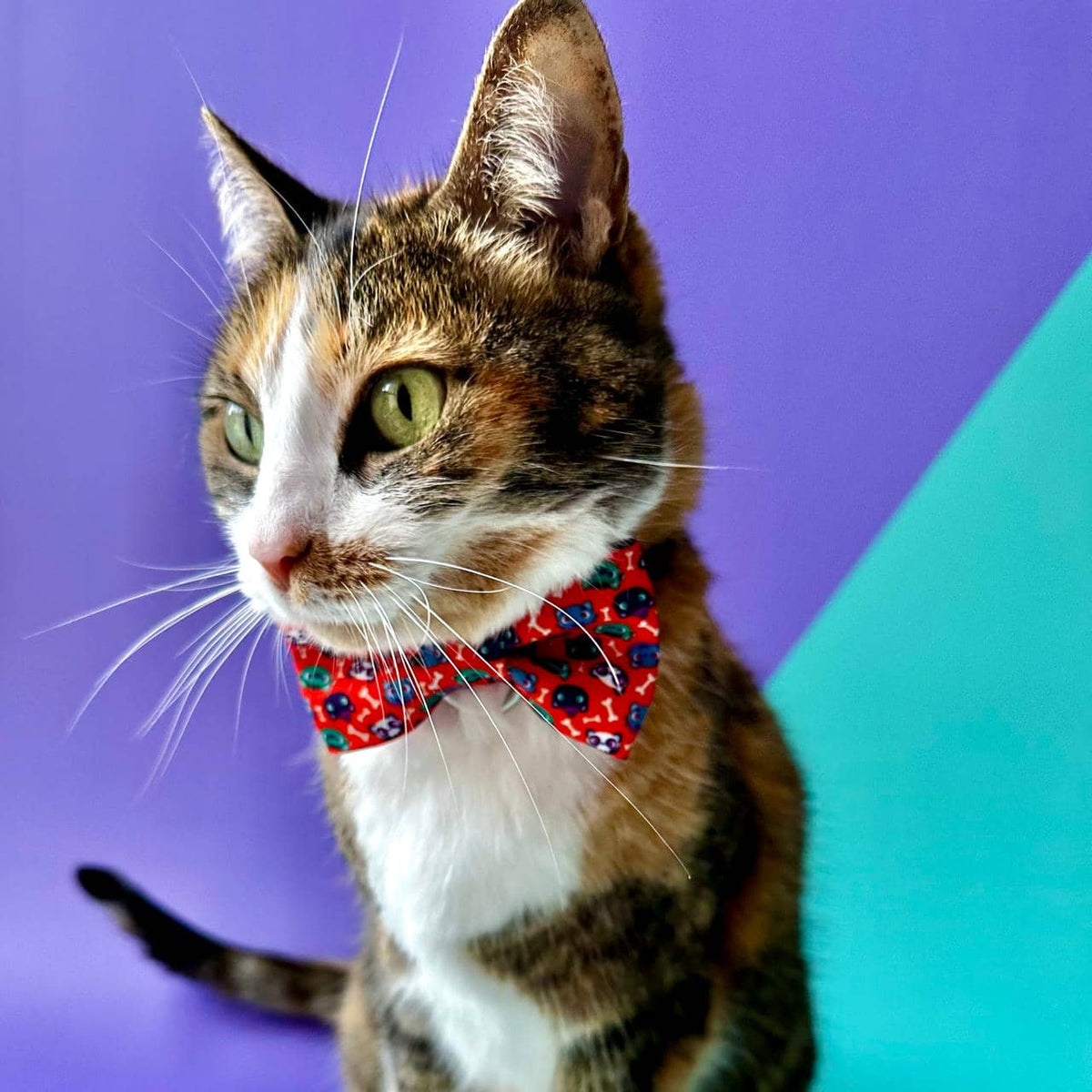 Corbatín para gatos Halloween gatuno