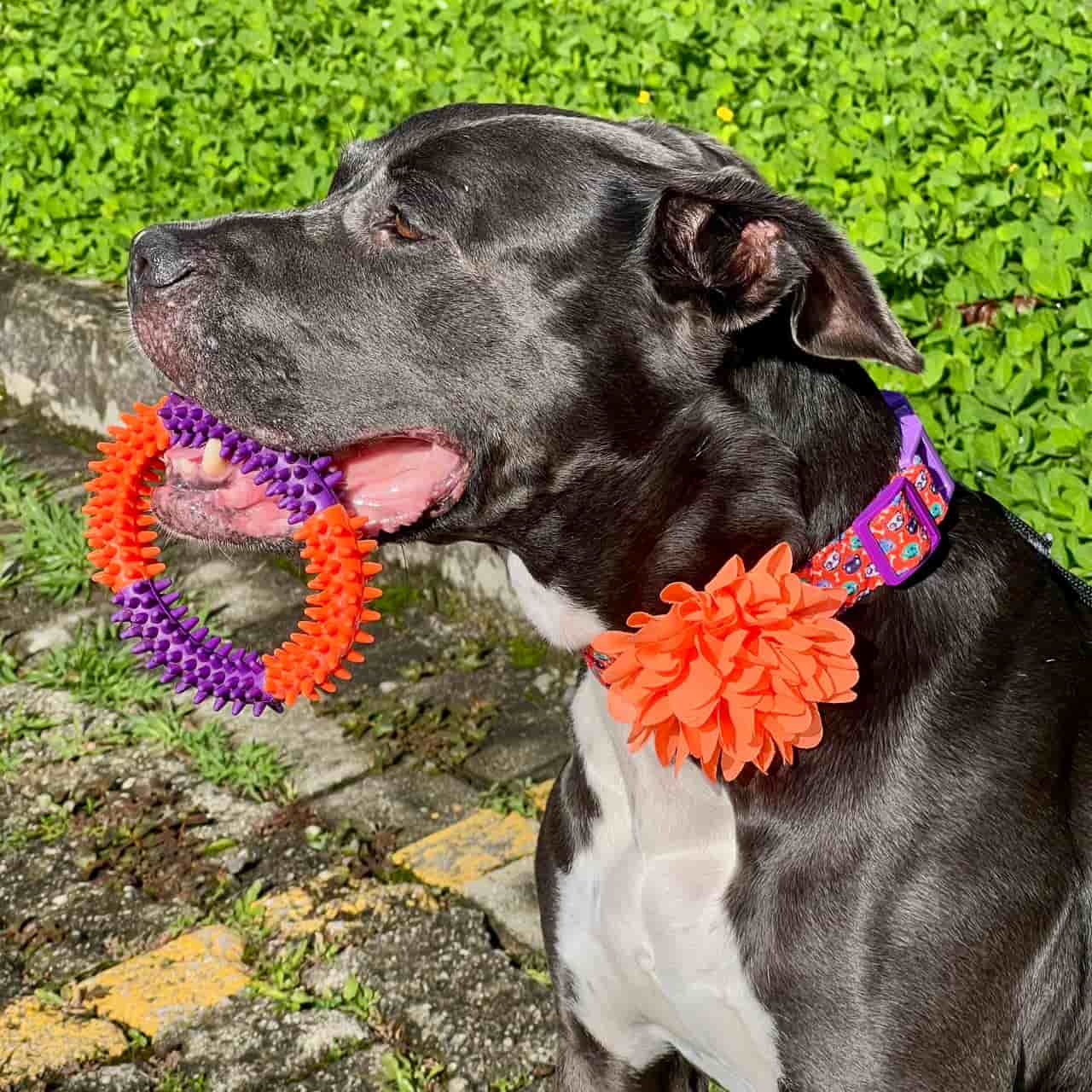 Collar para perros con flor seda Halloween gatuno