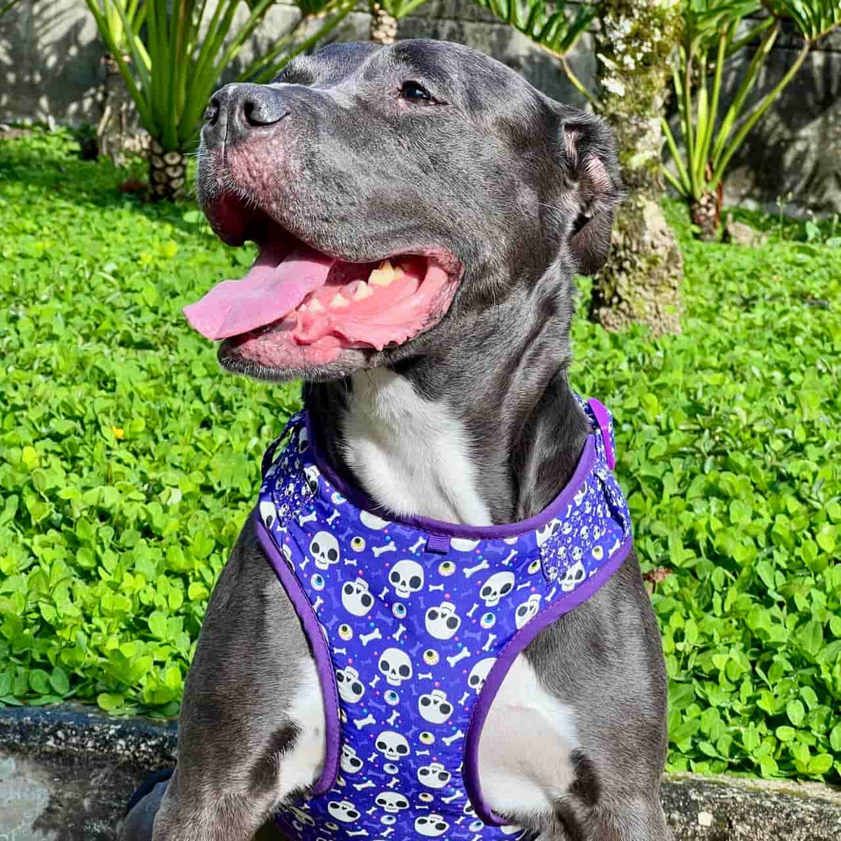 Pechera para perros con correa Halloween calaveras