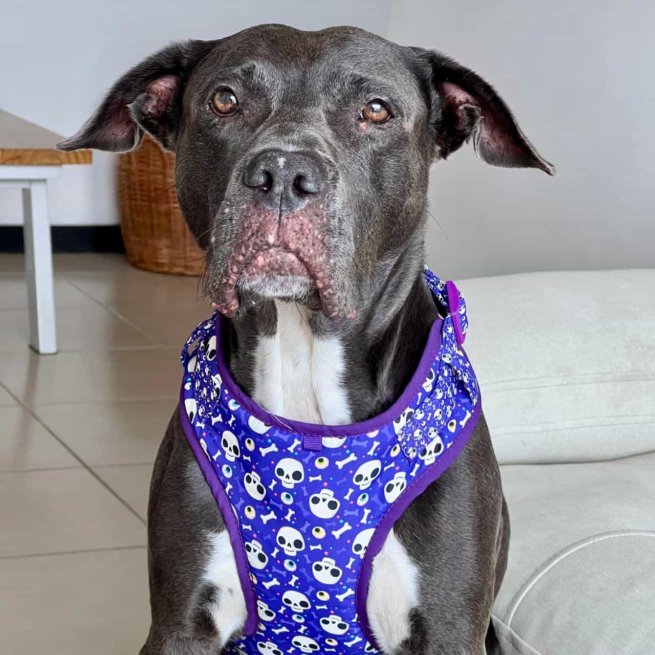 Pechera para perros con correa Halloween calaveras