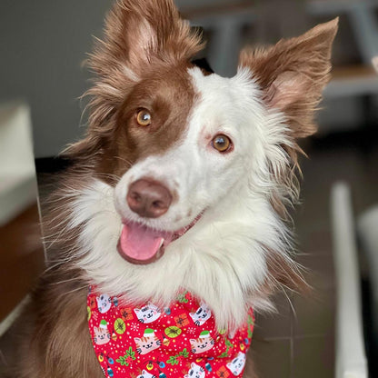Pañoleta para perros de Navidad gatuna