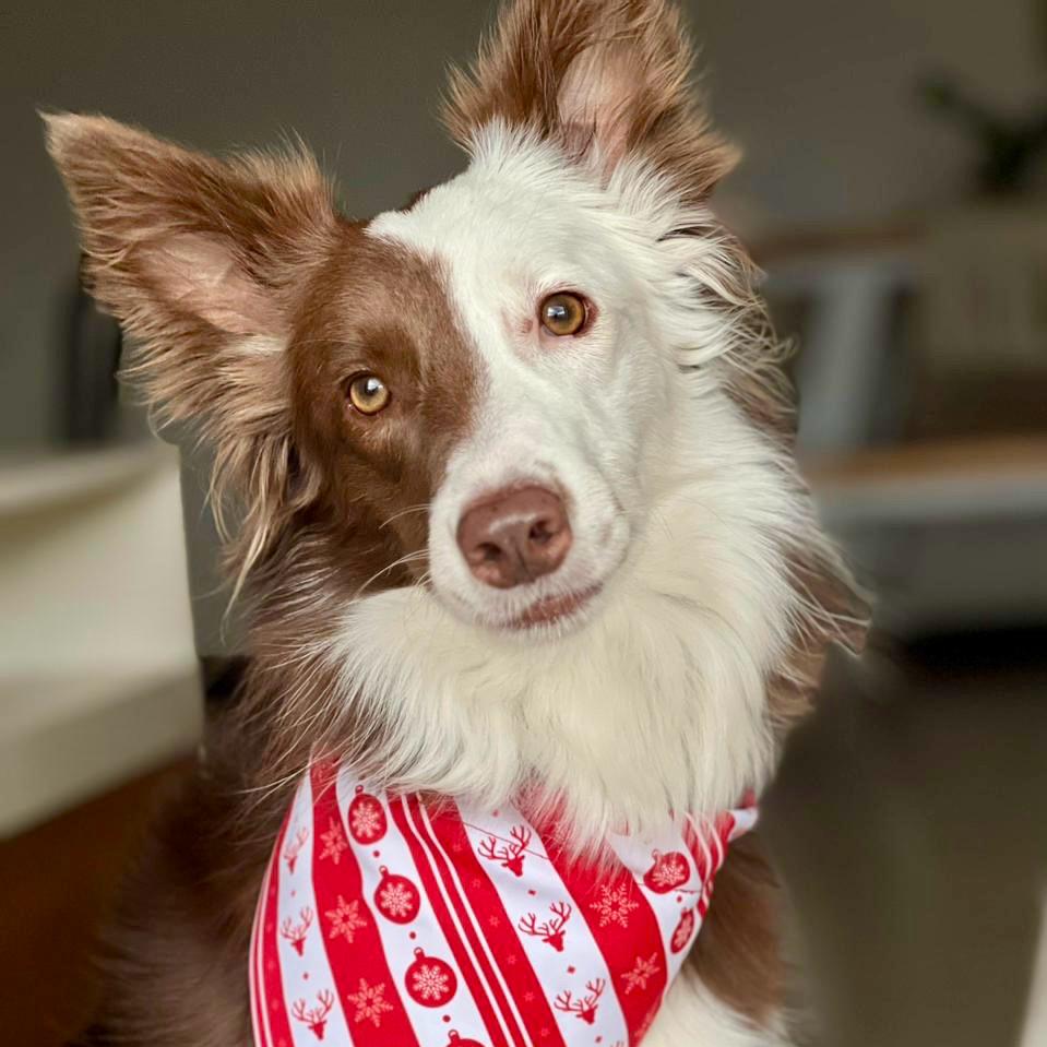 Pañoleta para perros de Navidad clásica