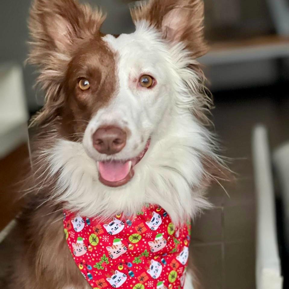 Pañoleta para perros de Navidad gatuna