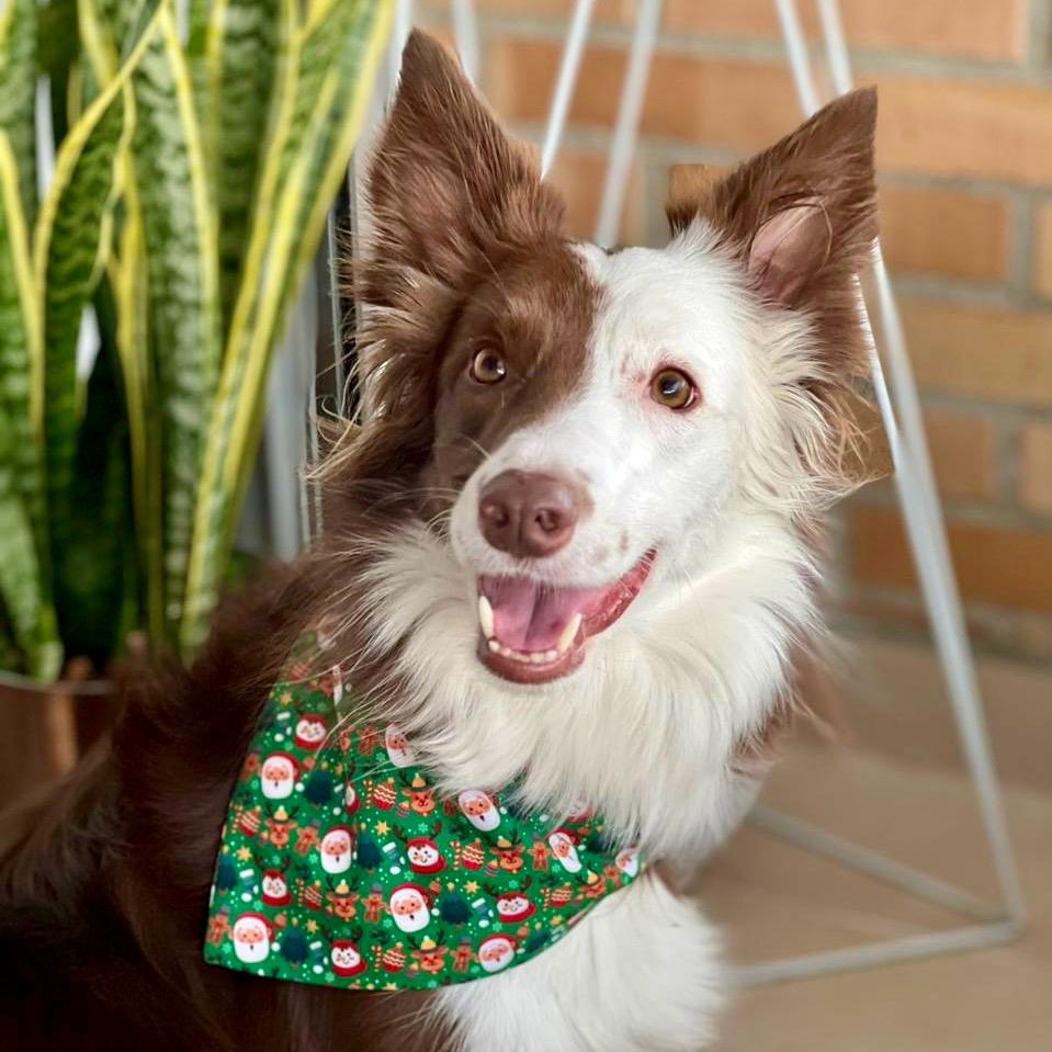 Pañoleta para perros de Navidad magia navideña