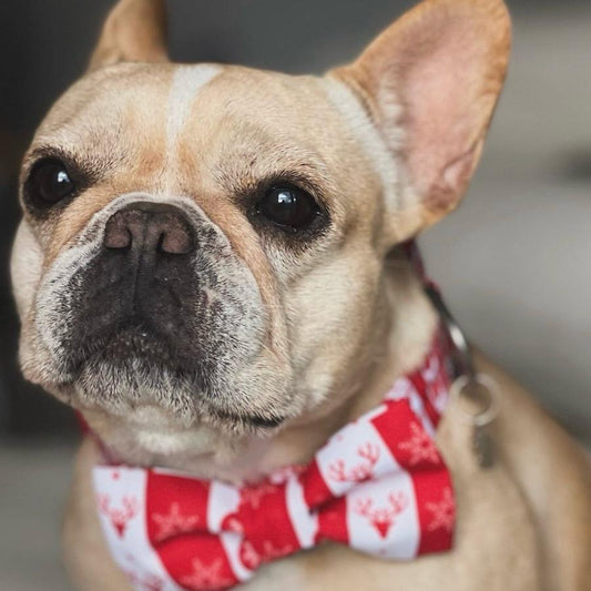 Corbatín para perros de Navidad clásica