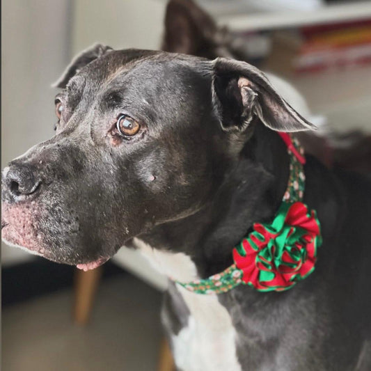 Collar para perros con flor bicolor Navidad clásica
