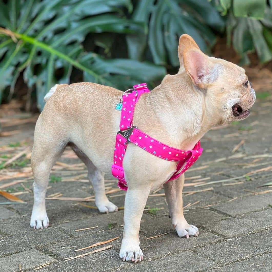 Arnés para perros step in con correa Estrellas