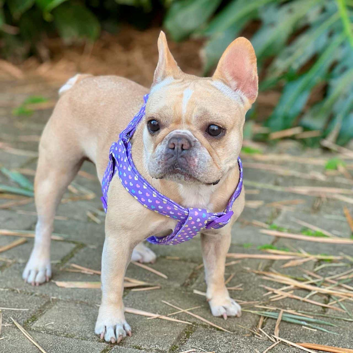 Arnés para perros step in con correa Corazones