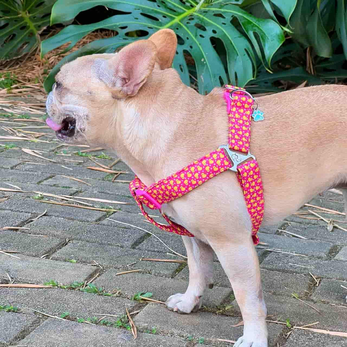Arnés para perros step in con correa Patos fucsia