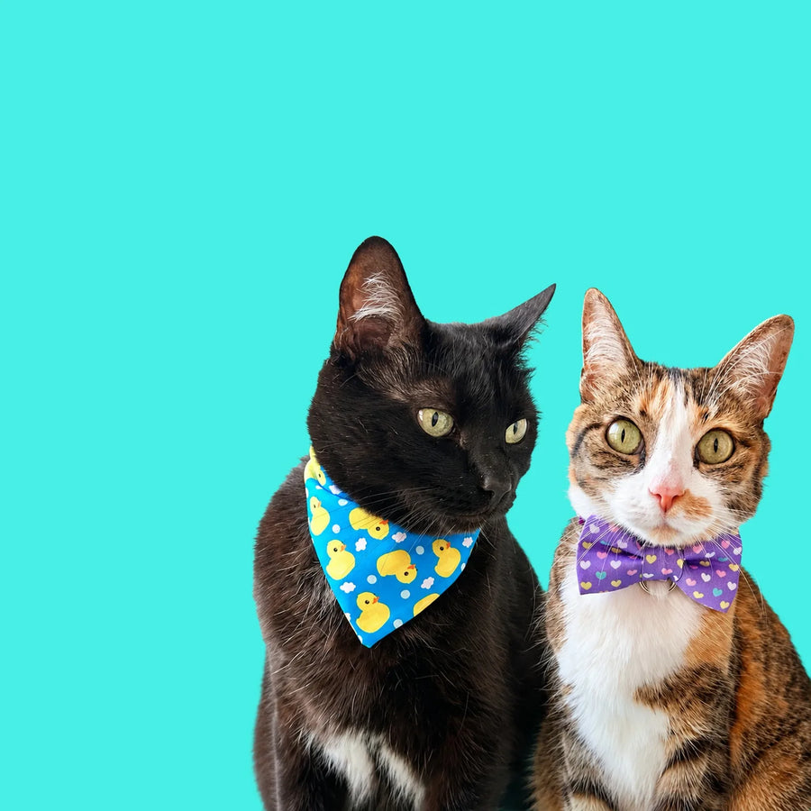 Gatos con accesorios Vainilla