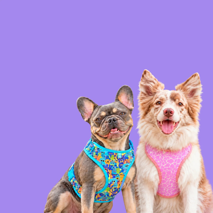 Perros con accesorios Vainilla