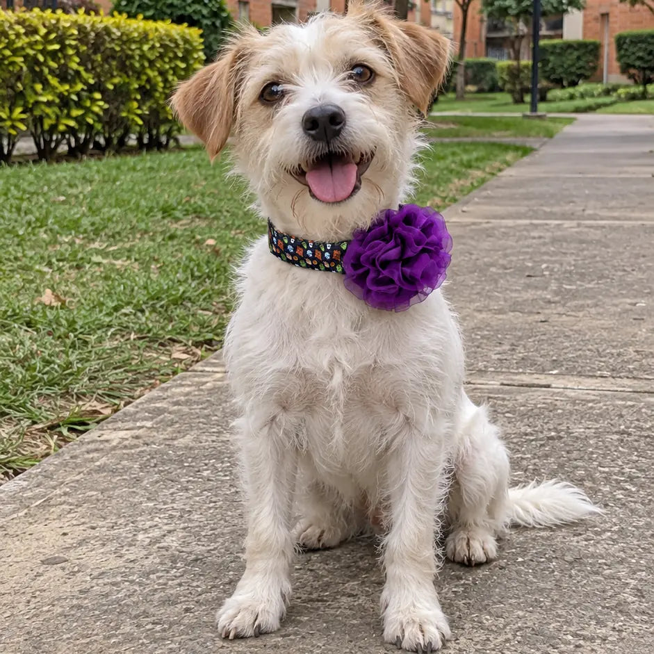 Perrito criollo con collar Halloween Monstruos y flor de tul morada en un jardín residencial