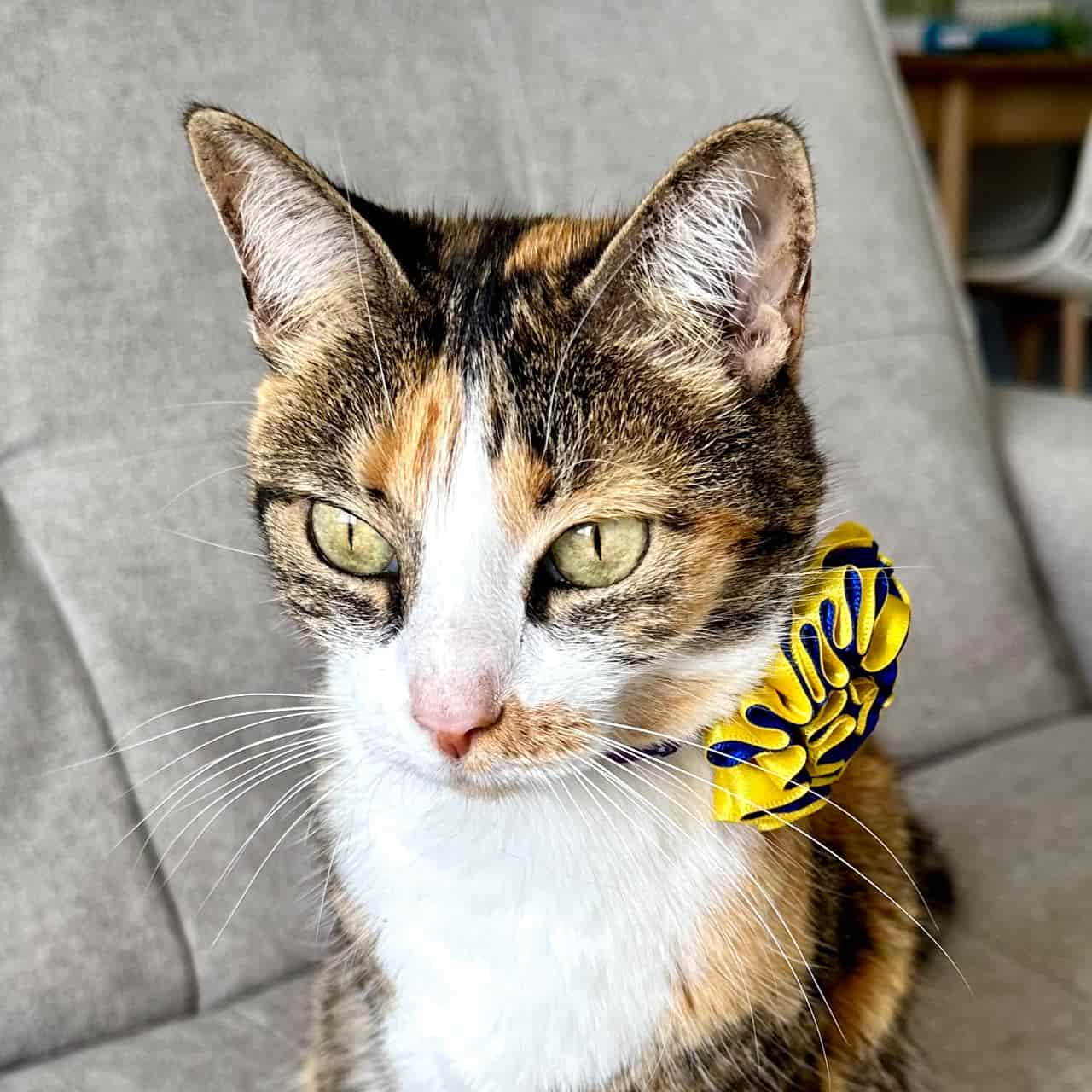 Collar para gatos con flor bicolor amarillo y azul - Playa