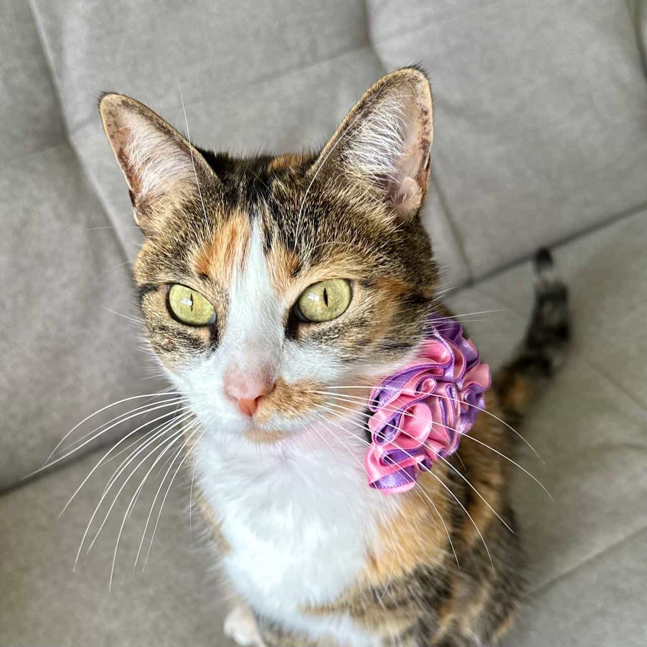 Collar para gatos con flor bicolor lila y rosado - Corazones