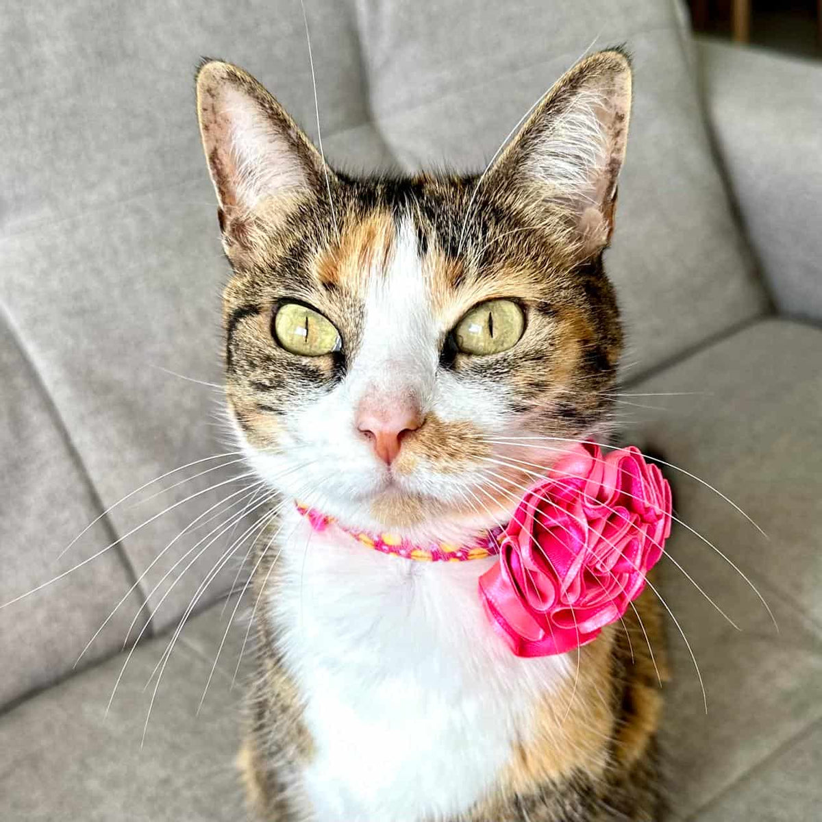 Collar para gatos con flor bicolor fucsia neón y rosado neón - Patos