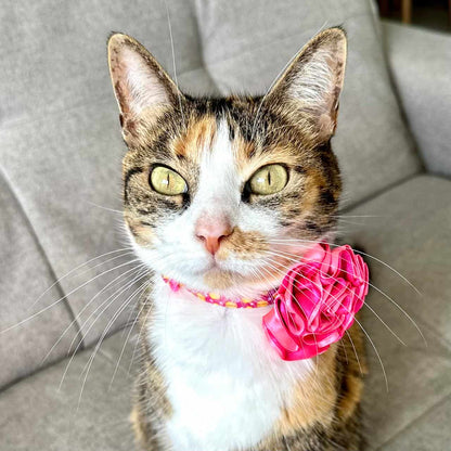 Collar para gatos con flor bicolor fucsia neón y rosado neón - Patos