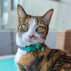 Gatita con collar de rosas Dulce Navidad