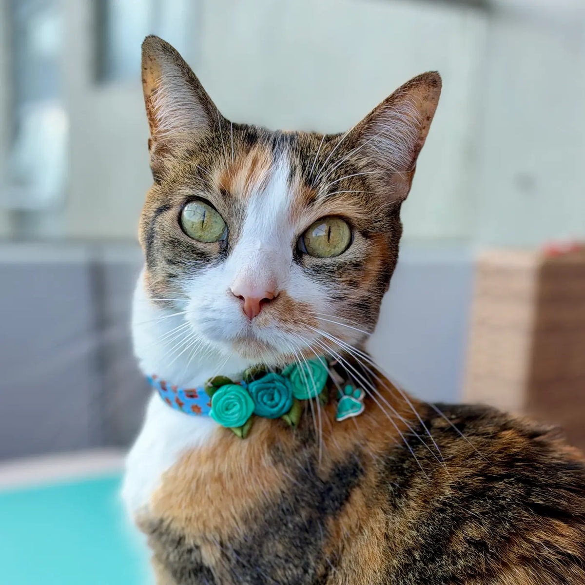 Gatita con collar de rosas Dulce Navidad