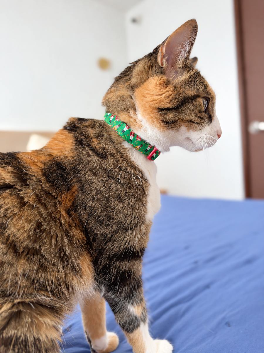 Gatita usando collar de Navidad Cascanueces verde